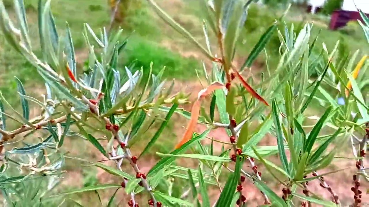 Cătina - anul 3 de la plantare se pregătește pentru fructificare.