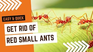 How To Get Rid Of Small Red Ants Outside (Best Ways To Repel Ants Naturally) - Top Repellents