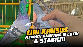 CIRI KHUSUS MERPATI GAMPANG DI LATIH & STABIL‼️
