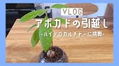 アボカド水耕栽培 根っこが伸び過ぎた時の対処法 こんなに伸びました しかしまたまた悲劇 トラブル発生 一人暮らしolの 栽培日記 Youtube