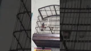 Curió Bocinha De Brotas Salvador