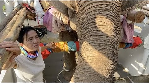 Rescue Journey Update! Sopa is almost home! 🐘- EleFlix