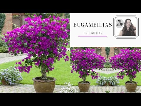 Video: Buganvillas, Tipos Y Cuidados