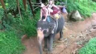 Phuket elephant trekking with mr. chai the best tour