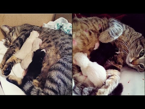 Video: Come Aiutare Un Gatto Con Un Parto Difficile