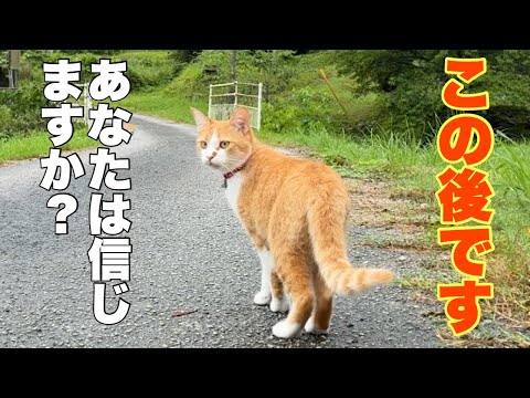 goro「猫さんのお出迎え」「森のひと時~紅葉の中で」 goro「猫さんのお出迎え」「森のひと時~紅葉の中で」 goro「猫