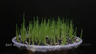 Download Lagu Timelapse Rumput Gandum (Wheatgrass) MP3