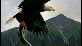 🦅🌊 A GIANT EAGLE SOARS ABOVE THE RIVER! ⛰️☁️ Eagle River B B