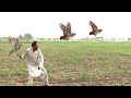 Excellent Race And Competition of goshawks by local falconers || Raptors Today