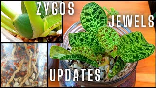 : Orchid Updates! Jewel Orchids, Zygopetalum, Cymbidium & Cool Growers | Aquarium medium for Orchids?
