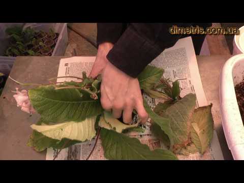Video: Streptocarpus Me Emra (38 Foto): Karakteristikat E Varieteteve 
