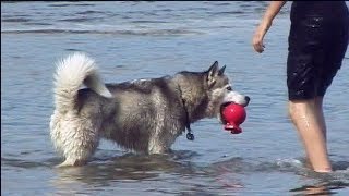 Fun with Frankie, our Siberian Husky (v2.0)