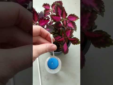 Video: Bitkiler İçin Su Asaları - Bahçede Sulama Çubuğu Nasıl Kullanılır