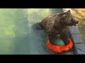 Как вытащить шар из бассейна, не снимая при этом спасательный круг? 🐻🐬 Медведь Мансур