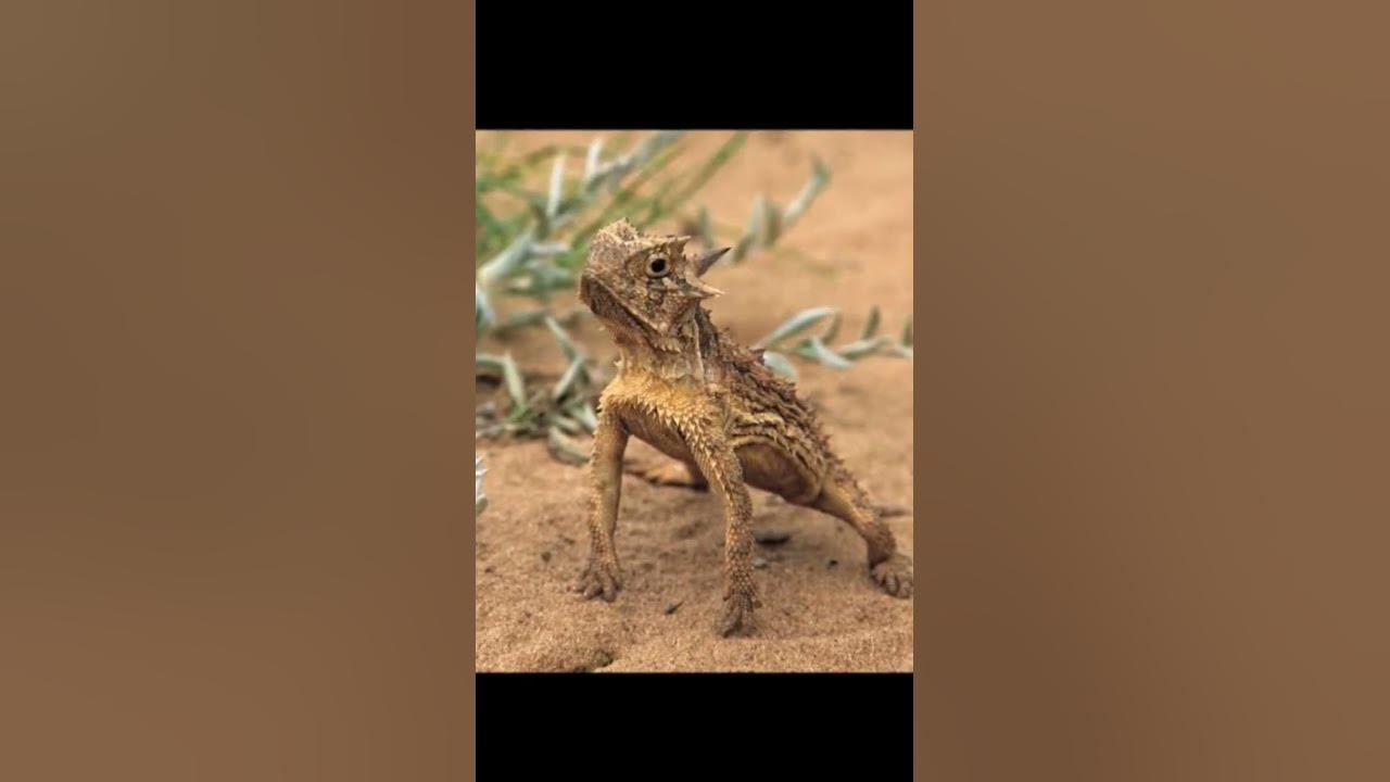 Freaky Defence Mechanism Horned Lizards Squirt Blood from Their Eyes