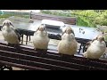 Overrun by cute birds! Kookaburras and a magpie.