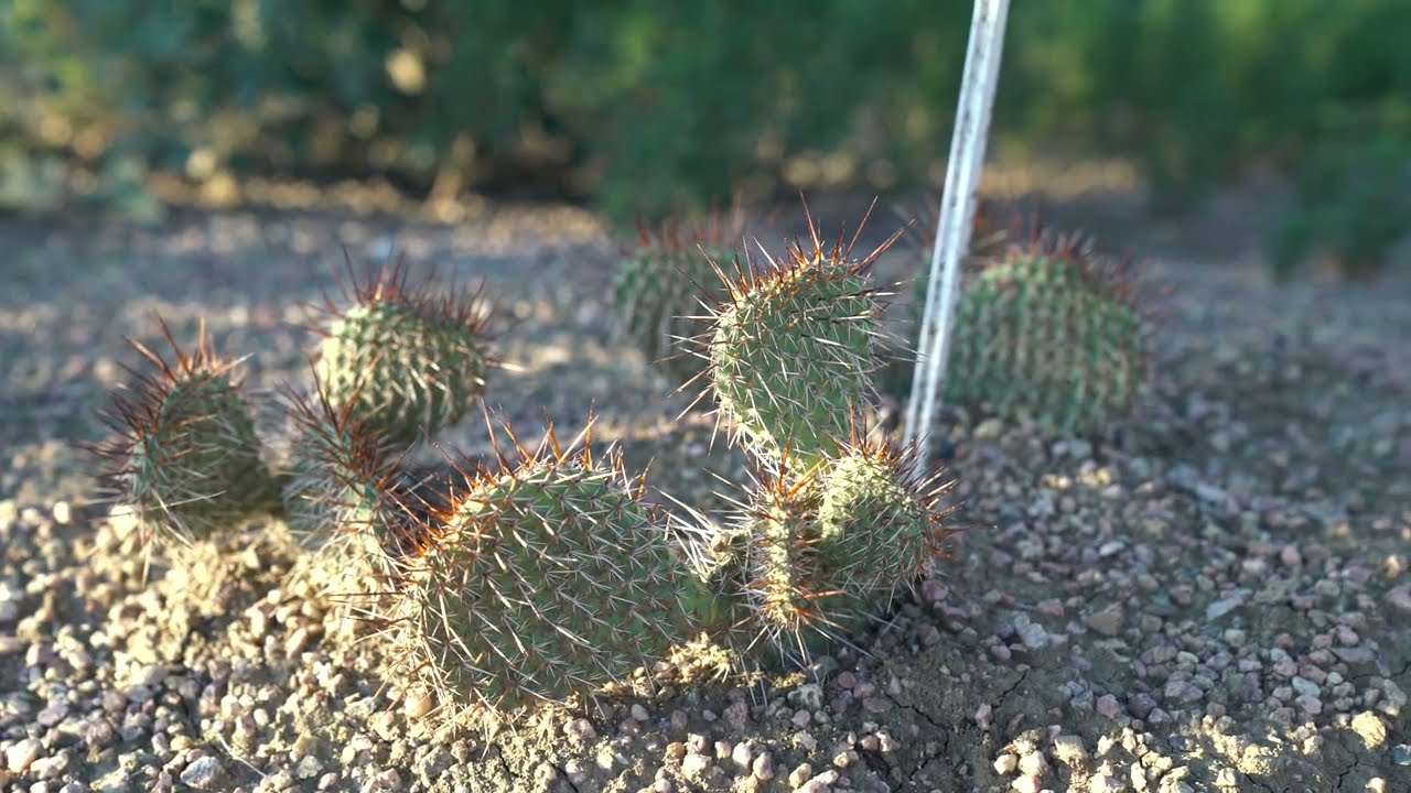 Medicine Wheel Garden