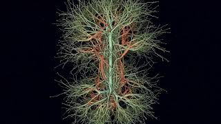 Tree-Structured Parzen Estimator Can Solve Black-Box Combinatorial Optimization More Efficiently Wealth