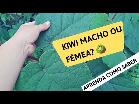 Vídeo: Os Kiwis Fêmeas são Tóxicos para os Machos - Dicas Sobre Onde Plantar Kiwis Machos/Fêmeas