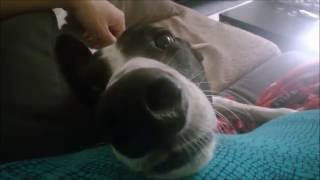 Things I love about my greyhound *o*
