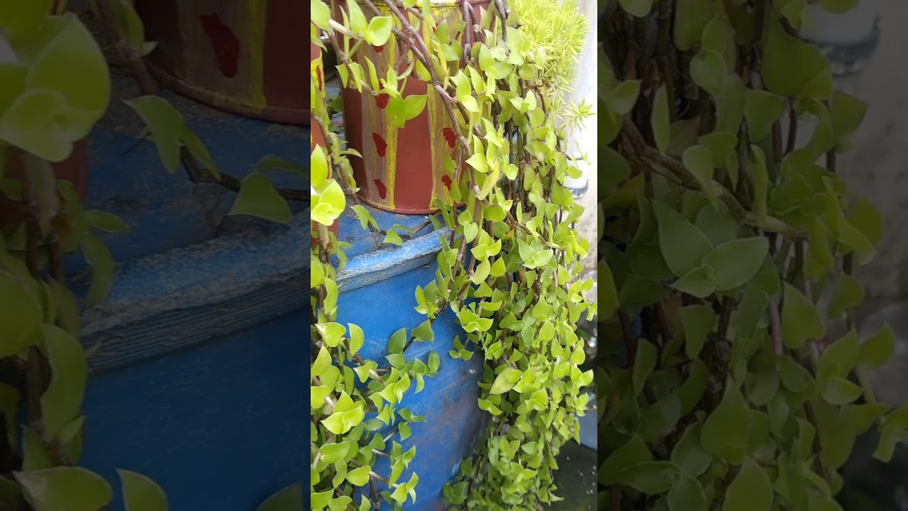 Hanging basket ke liye best plant turtle vine