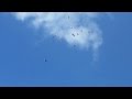 Голуби - вертуны в полёте (Бесчубые вертуны)
