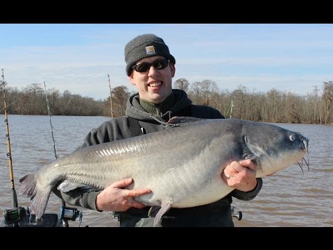 Basic fall flathead catfishing tips from YouTube · High Definition · Duration: 13 minutes 28 seconds · 12,000+ views · uploaded on 12/6/2016 · uploaded by Chris Souders Basic fall flathead catfishing tips from YouTube · High Definition · Duration: 13 minutes 28 seconds · 12,000+ views · uploaded on 12/6/2016 · uploaded by Chris Souders