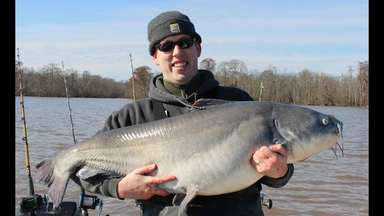 Where Monster Blue Catfish Live - In-Fisherman