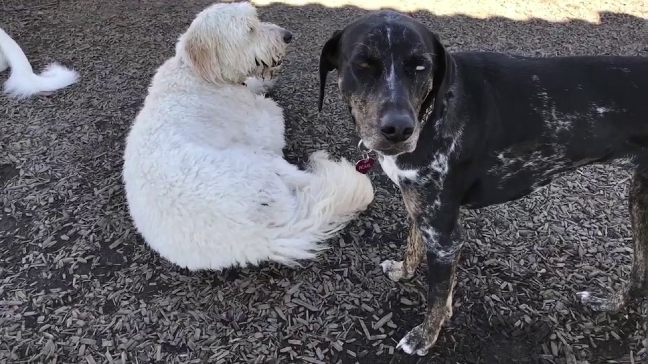 Dog Park Play at K9 Activity Club, Santa Rosa YouTube