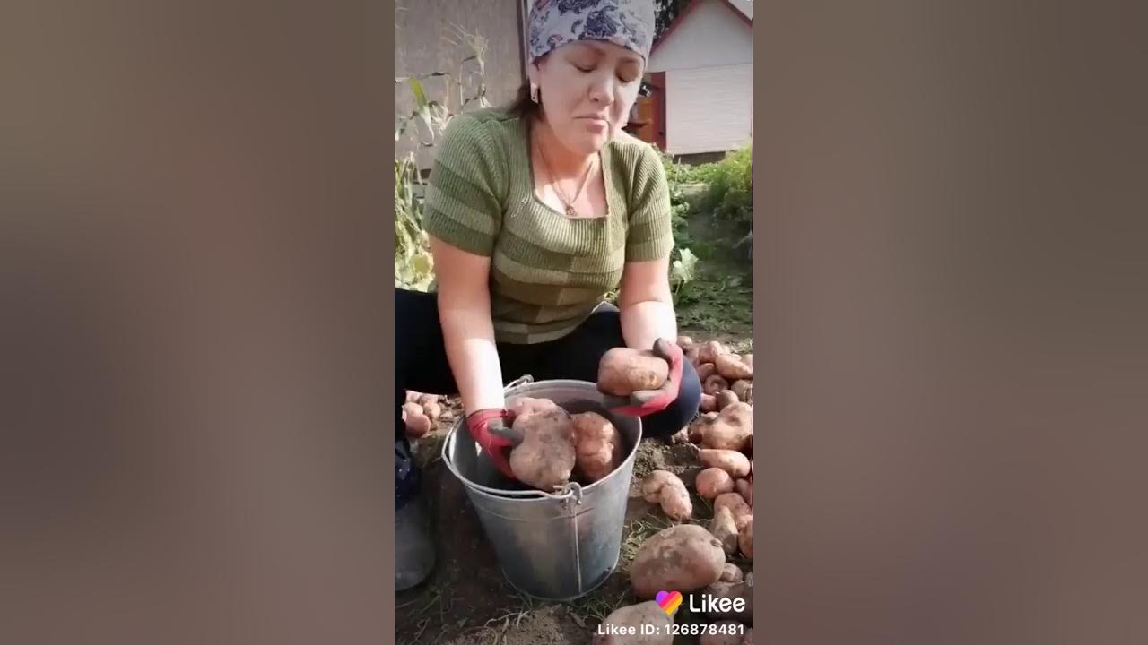 картошка сорт славянка - YouTube