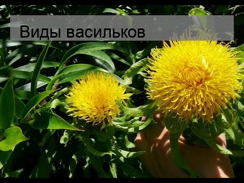 Виды васильков