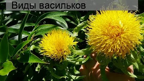 Виды васильков