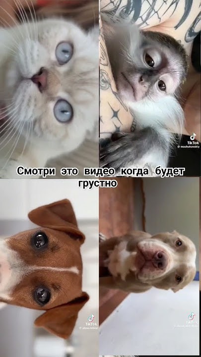#тренд покажи #питомцы ️ - YouTube