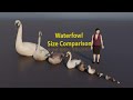 Waterfowl size comparison