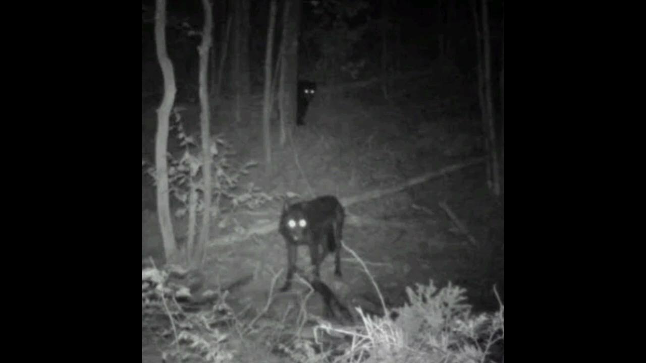 Снимки животных с фотоловушек. Страшный монстр в темноте. Мистические существа в реальной жизни. Страшные существа в лесу ночью. Страшные существа в реальной жизни.