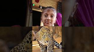 પરિક્રમામાં બાળકી પર હુમલો કરનાર દીપડો પકડાયો //Leopard caught who attacked girl in Parikrama