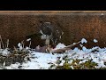 Eurasian sparrowhawk  accipiter nisus  eats pigeons