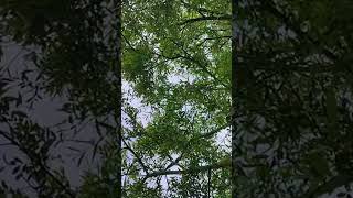 Existir🌿 #asmr #gongasmr #asmrdormir #asmrrelajante #asmrsusurros #relajación #meditacionnaturaleza