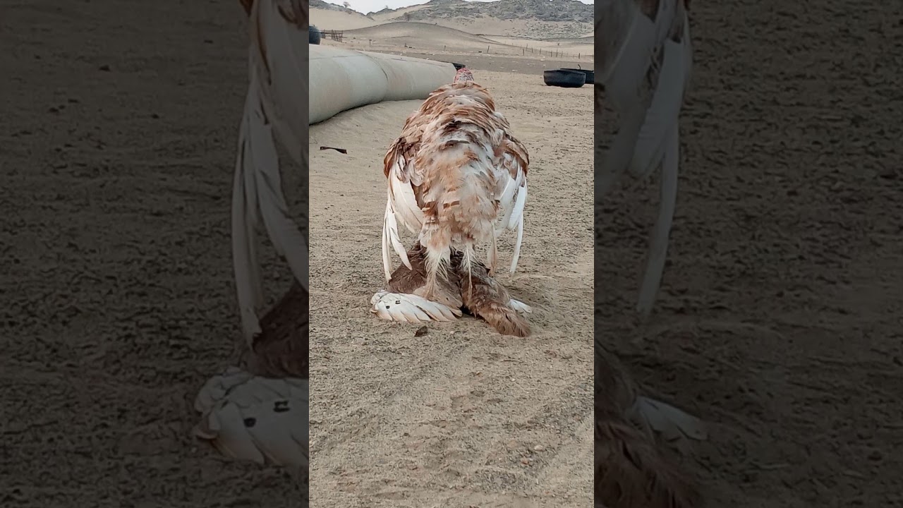 تزاوج الدجاج الرومي