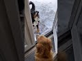 Dog drags other dog outside to play in the snow!