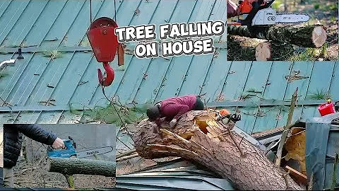Tree Falling on Houses |  Tree Cutting Fails | Extreme Dangerous Logging 