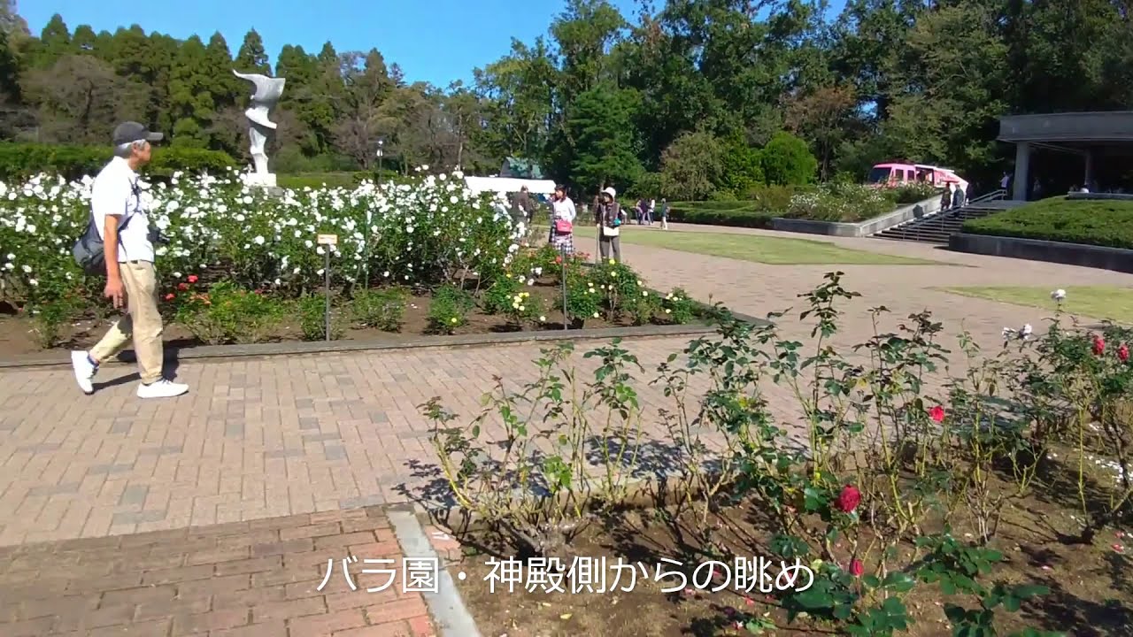 神代植物公園バラフェスタはバラ以外にも注目 開花状況と見頃期も解説 東京 調布市 東京チカーバ 東京と近場の観光 散歩スポットを巡るブログ