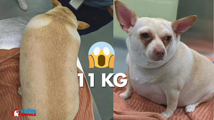 Obese Chihuahua weighing 11 kilos is reborn after ...
