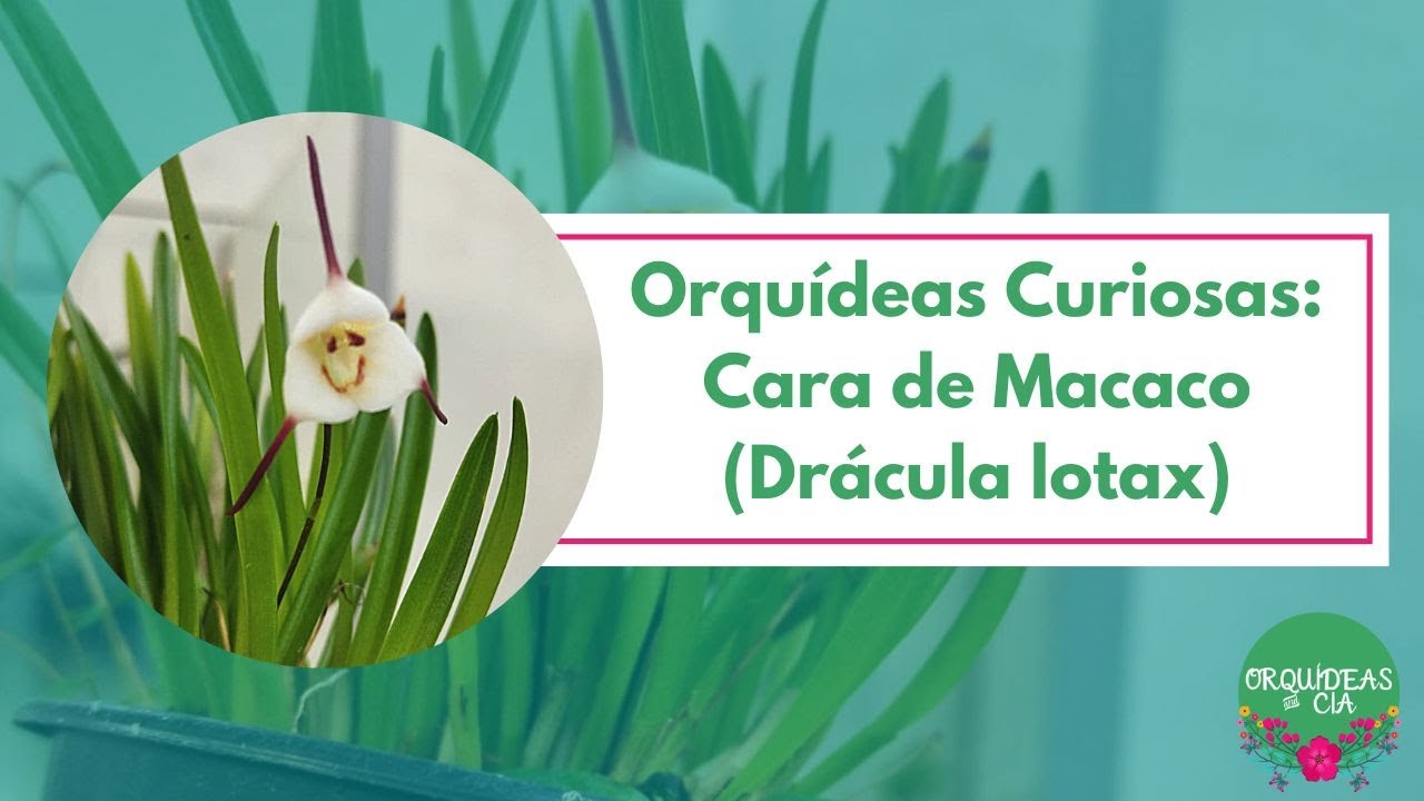 Orquídeas curiosas: Cara de Macaco (Drácula lotax) - thptnganamst.edu.vn