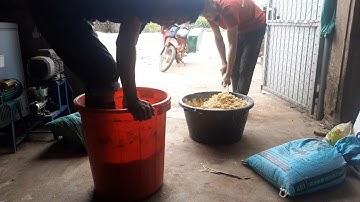 cách ủ ngô bột (bột bắp) làm mồi nền đúng cách và sử dụng hiệu quả