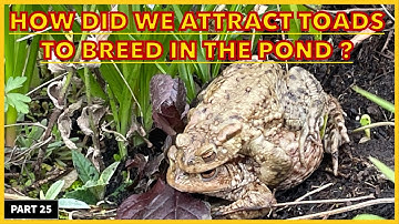How To Attract & Encourage Toads To Your Garden Pond ?