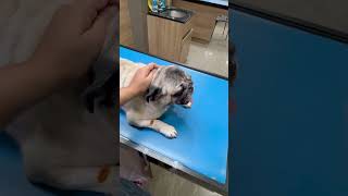 Please pray for my baby #dog #pug #shorts #dogshorts