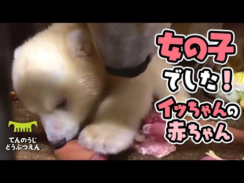 【天王寺動物園】女の子と判明しました♪イッちゃんの赤ちゃん[Tennouji Zoo] It's a Girl! Congratulations, Icchan!