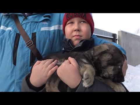 Как в Каменске решается проблема бездомных собак.
