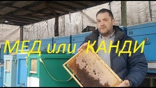 Чем подкормить пчел в конце зимы.